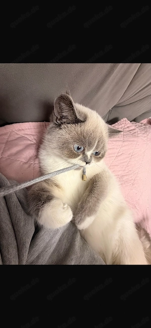 BKH Blue Point  Bild 3