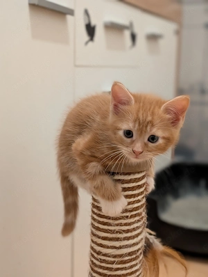 2 EHK-MaineCoon Mixe suchen Familienanschluss 