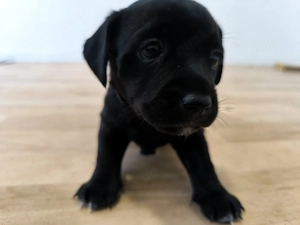 Labrador Mix Welpen 