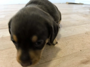 Labrador Mix Welpe  Bild 2