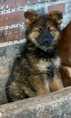 altdeutscher schäferhund in wolfsgrau
