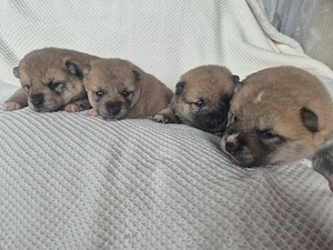  Shiba Inu Welpen,reinrassig