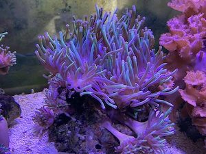 Anemonen abzugeben
