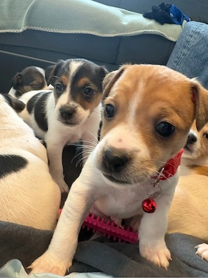 Süße Jack Russel Mischlings-Welpen - liebevoll aufgezogen 