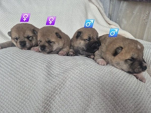  Shiba Inu Welpen,reinrassig Bild 2