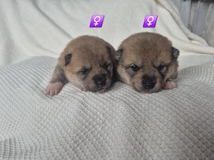  Shiba Inu Welpen,reinrassig Bild 5