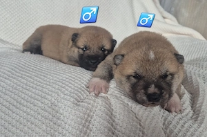 Shiba Inu Welpen,reinrassig Bild 3