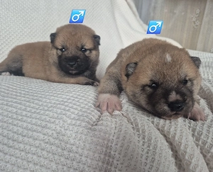  Shiba Inu Welpen,reinrassig Bild 4