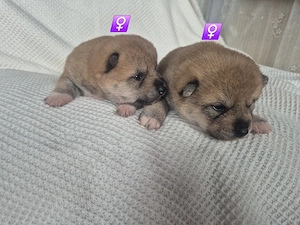  Shiba Inu Welpen,reinrassig Bild 6
