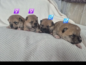  Shiba Inu Welpen,reinrassig