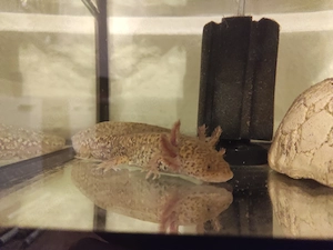 Axolotl Jungtiere, ca.15 cm Bild 7