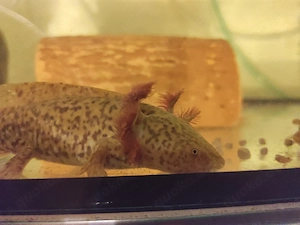 Axolotl Jungtiere, ca.15 cm Bild 6