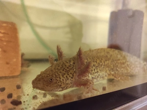 Axolotl Jungtiere, ca.15 cm Bild 8