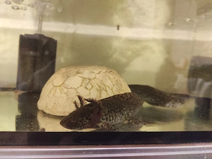Axolotl Jungtiere, ca.15 cm Bild 9