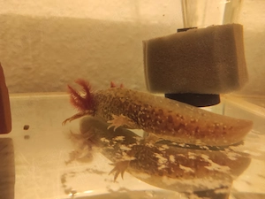 Axolotl Jungtiere, ca.15 cm Bild 3