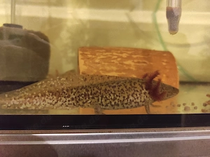 Axolotl Jungtiere, ca.15 cm Bild 5