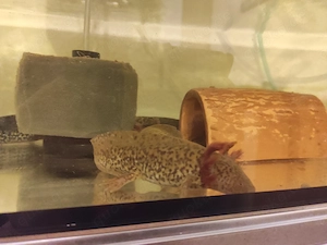 Axolotl Jungtiere, ca.15 cm Bild 10