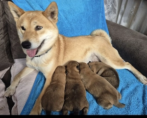  Shiba Inu Welpen,reinrassig Bild 7