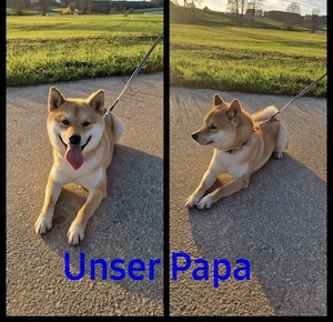  Shiba Inu Welpen,reinrassig Bild 9