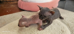 Sphynx Kitten Nacktkatze 