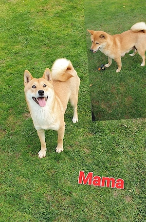  Shiba Inu Welpen,reinrassig Bild 8