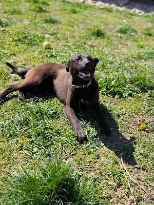 *LILI* - voller Neugierde, daher Beschäftigung gesucht