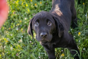 Chip 256531 - ein goldiger Welpe, heute mal in schwarz