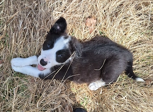 Border collie Welpen, es ist nur noch ein Mädchen frei. 