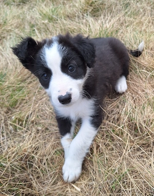 Border collie Welpen, es ist nur noch ein Mädchen frei. 