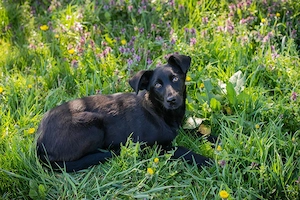 *SAFIA* Die Süße ist noch schüchtern und zurückhaltend und sucht ein etwas ruhigeres Zuhause