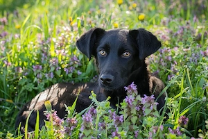 Chip 258412 - hier suchen wir eine Familie die sich mit der Süßen beschäftigen kann