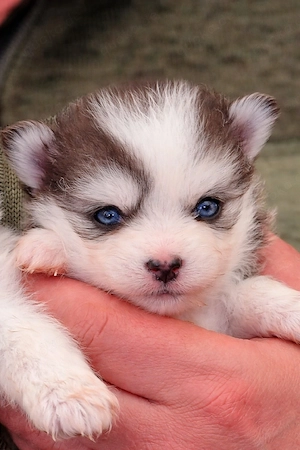 Pomsky F2 Micro & Toy Puppengesicht Bärchentyp Wollycoat 