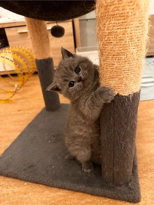 Britisch kurhaar Kätchen