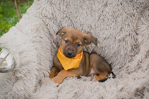 Chip 271439 - kleiner goldiger Welpe