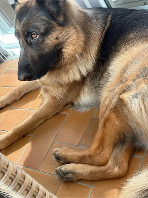 Deutscher Schäferhund