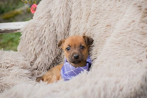 Chip 272072 - der Welpe möchte immer brav sein