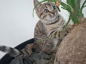 Bengal Kitten Mix Katzenbaby Katze