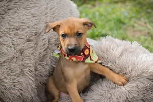 Welpe *SPAJDER* Ich bin welpentypisch lieb, aktiv und neugierig