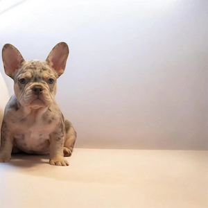 Unsere Merle Prinzessin sucht neue Familie 