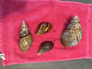 4 Achatschnecken, Afrikanische Riesenschnecken 