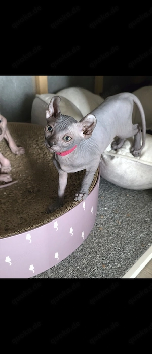 kleine Schönheit sucht nach liebevollem Zuhause