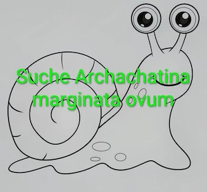 Suche Archachatina marginata ovum