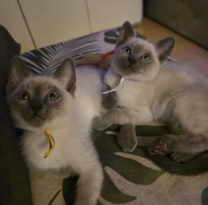 supersüße Siam-Thai-Mischlinge