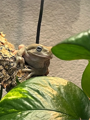 Korallenfingerlaubfrösche