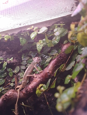 verkaufe verschiedene Reptilien 
