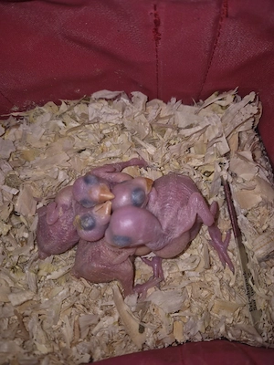 Halsbandsittich Nestjunge 