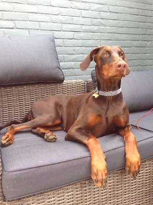 dobermann welpe braun