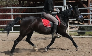 Kleinpferdstute Lorenza