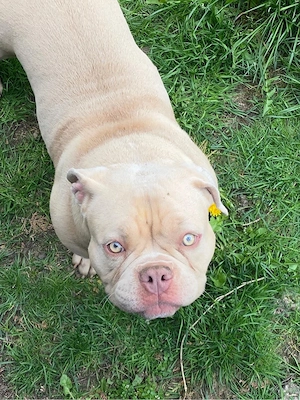 rani sucht ein zuhause 