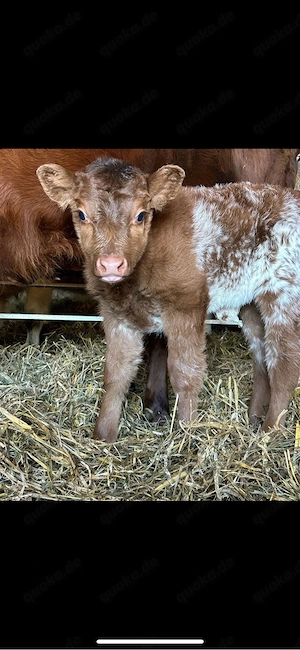 Mini-Galloway Mix Bullen-Kalb